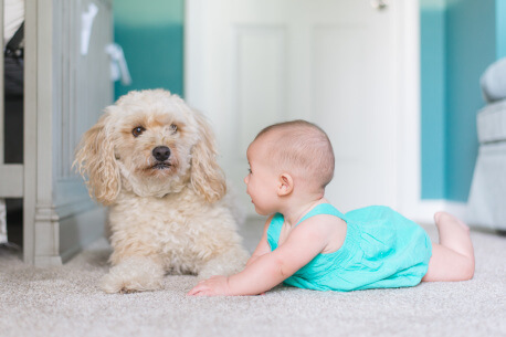 pets-baby-carpet